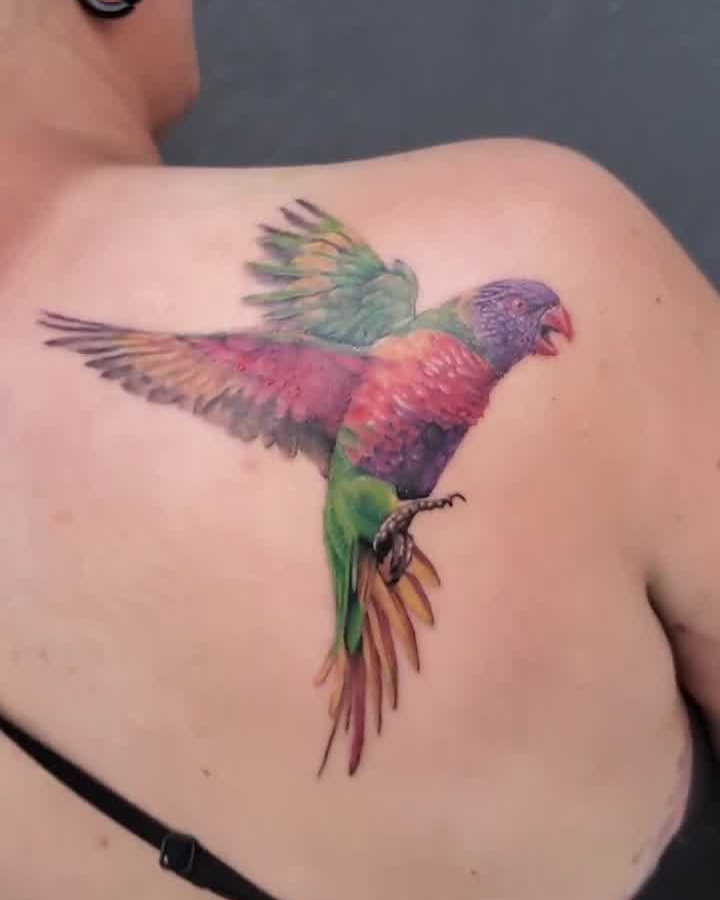Rainbow Lorikeet Tattoo — Clay Walker Rainbow Lorikeet Tattoo — Clay Walker